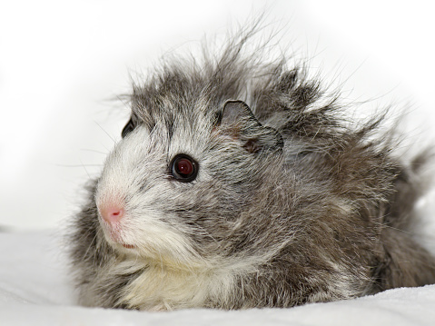 Close-up of a domestic guinea pig (Cavia porcellus), also known as domestic cavy.