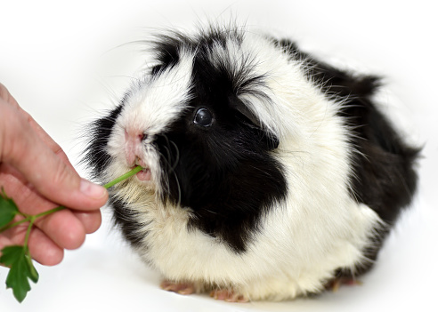 Close-up of a domestic guinea pig (Cavia porcellus), also known as domestic cavy.