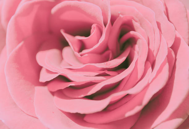 istock Rose Closed up; Vintage Style; Background or texture 1225893256
