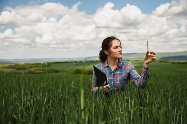 Photo of Young female agriculture scientist checking wheat crops on the field