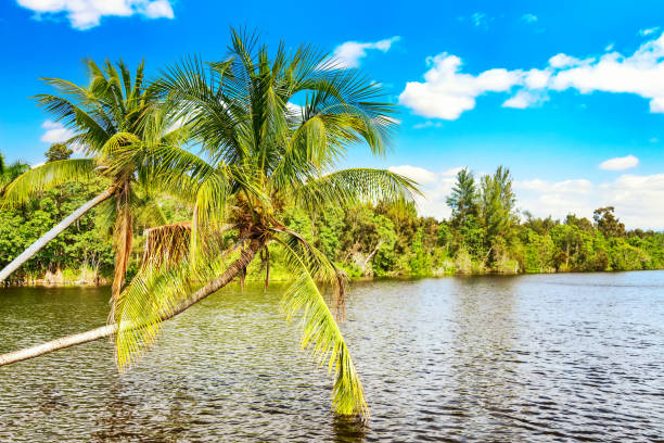 istock Palm trees in Cuba. Vacation travel background 1225893668