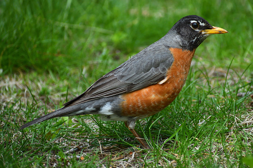 American robin scanning grass for worms, grubs and other food