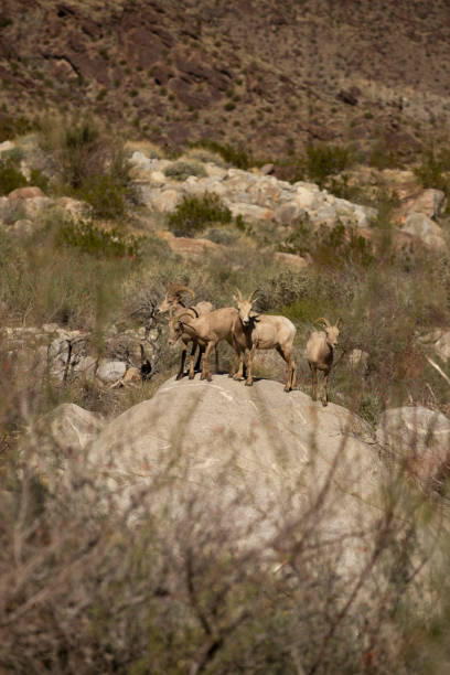 パームスプリングス - bighorn sheep sonoran desert animal sheep ストックフォトと画像
