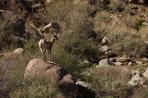 Desert Bighorn sheep forage for food in Tahquitz Canyon, in Palm Springs, California.