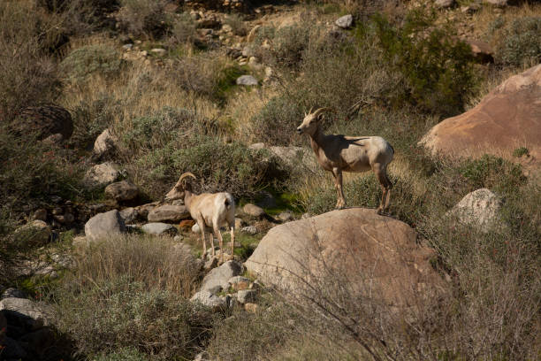 パームスプリングス - bighorn sheep sonoran desert animal sheep ストックフォトと画像