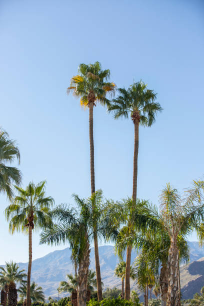 istock Palm Springs, California 1225896446