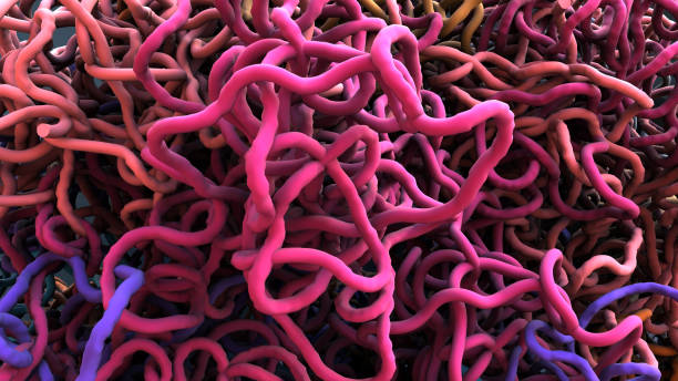 istock Chromosomes, DNA, cells package the DNA into the nucleus 1225899920