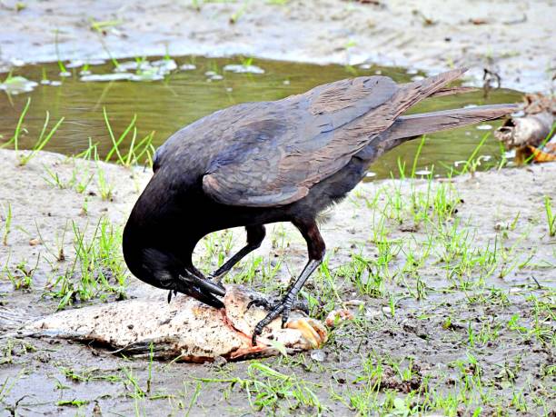 Fish Crow (Corvus ossifragus) eating a fish at water's edge Fish Crow profile fish crow stock pictures, royalty-free photos & images