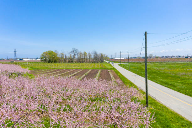 istock Blooming orchard in spring at Niagara falls area, Ontario, Canada 1225900948