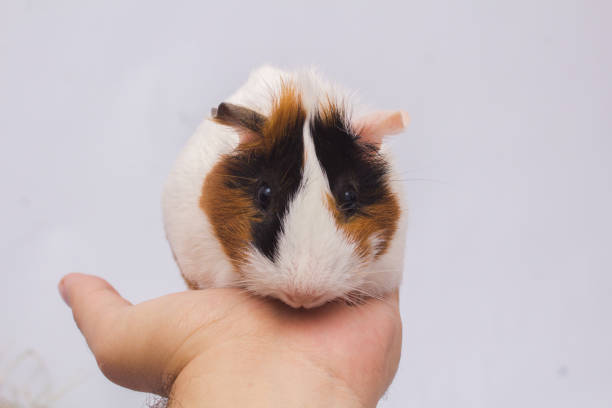 istock Cute guinea pig in a person's hand, isolated on white background. 1225901793