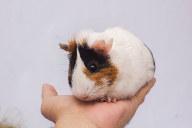 istock Cute guinea pig in a person's hand, isolated on white background. 1225901869
