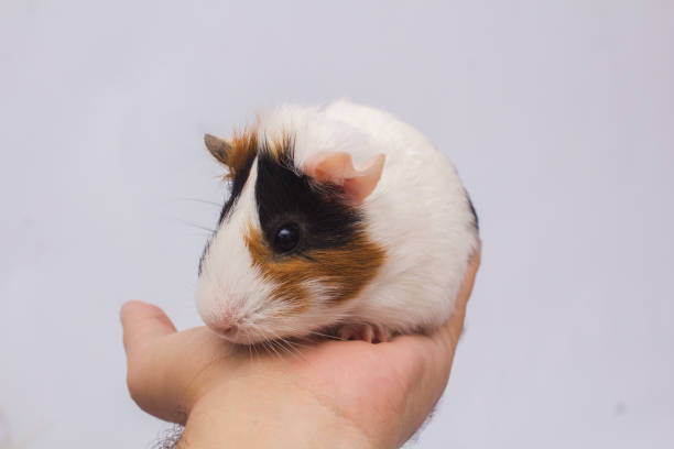 istock Cute guinea pig in a person's hand, isolated on white background. 1225901922