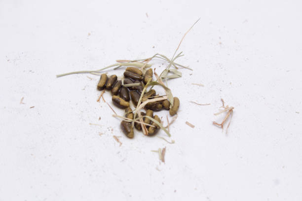 istock Guinea pig poop with hay isolated on white background. 1225902152
