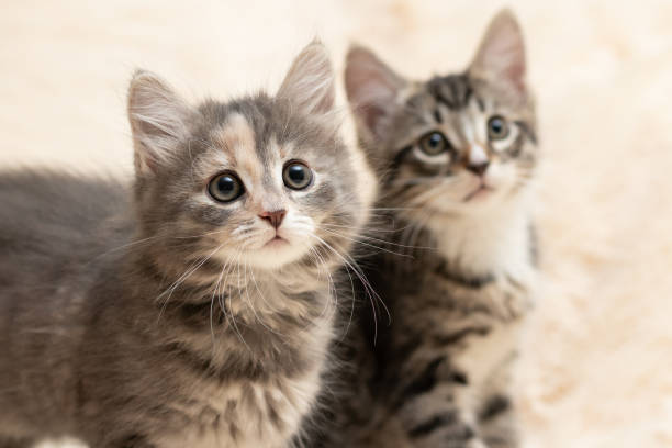 istock Two cute kittens on a cream fluffy fur blanket 1225902735