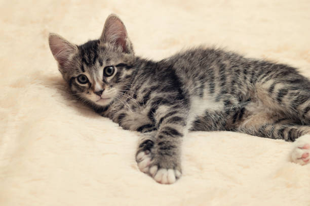 istock Cute gray tabby kitten lies on a fluffy cream fur blanket 1225902753