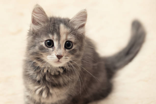 istock Cute gray kitten sitting on a fluffy cream fur blanket 1225902769