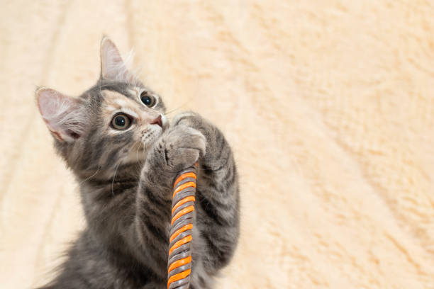 istock Cute gray kitten with expressive eyes paws on the handle of a wicker basket on a background of a cream fur plaid., copy space 1225902813