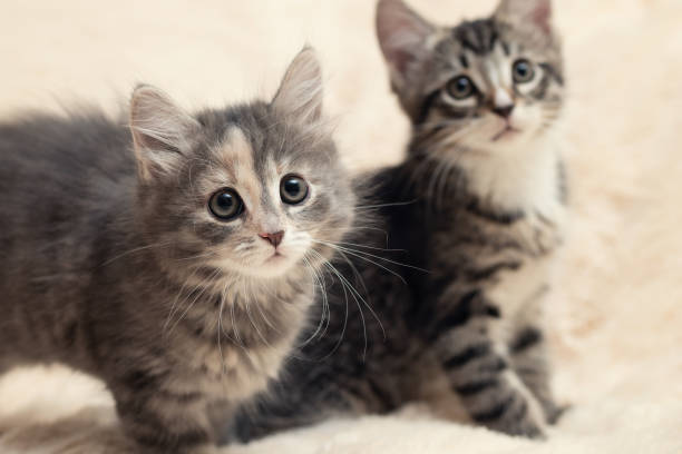 istock Two cute kittens on a cream fluffy fur blanket 1225902826