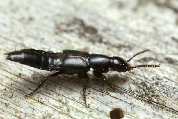 istock Rove beetle on wood 1225904586