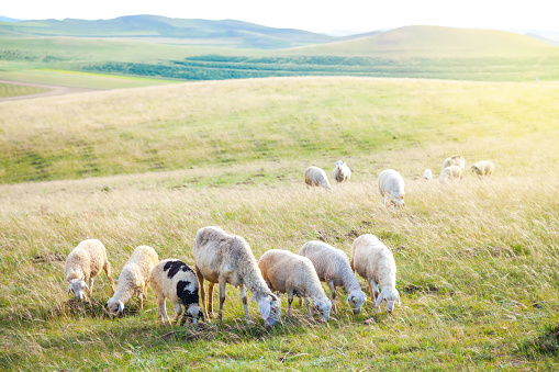 Sheep graizing on filed. Rural Landscap - Transilvania, Romania