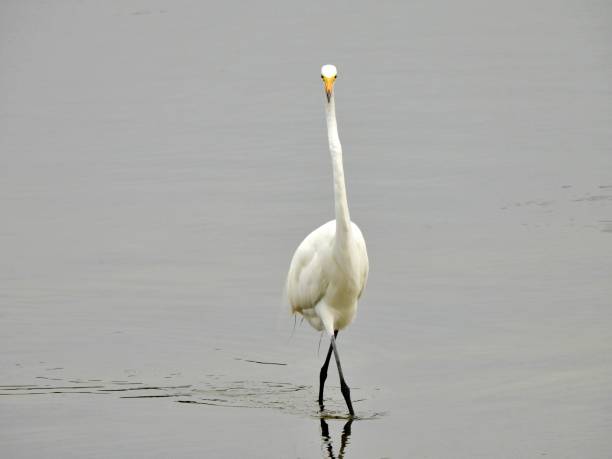 istock Great Egret (Ardea alba) in a Florida lake 1225905409