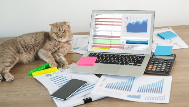 istock man and cat work from home Distance study concept home work space laptop  at home Online Group Videoconference 1225906317