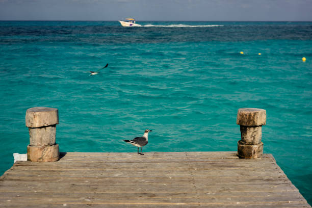 istock Seagull on a pier overlooking the Caribbean Sea. 1225907081