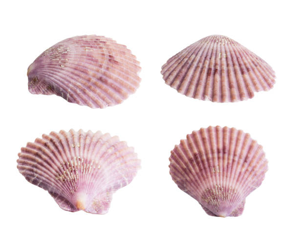 istock Scallop shall isolated on white 1225908176