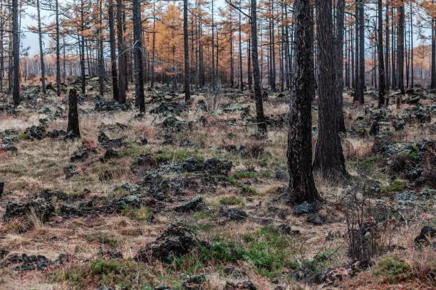 Photo of Forest after a fire  in Aershan, Inner Mongolia, China