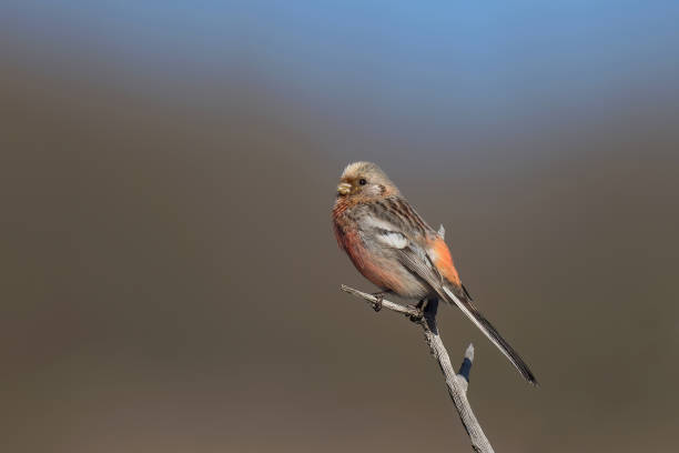 istock Long-tailed Rosefinch, Carpodacus sibiricus sibiricus 1225911770
