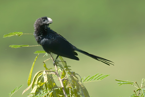 Smooth-billed Ani (Crotophaga ani), side view of bird perched on top of a bush against green background