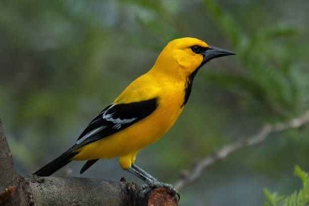 istock Yellow Oriole, Icterus nigrogularis curasoensis 1225911967