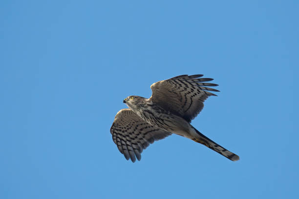 Sharp-shinned Hawk, Accipiter striatus Sharp-shinned Hawk (Accipiter striatus velox), juvenile bird in flight against blue sky accipiter striatus stock pictures, royalty-free photos & images