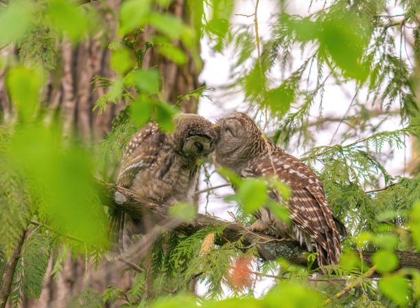istock Barred owl with baby on the branch 1225912871
