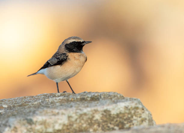 istock Pied Wheatear (Oenanthe pleschanka) during autumn migration at Cape Kaliakra, Bulgaria 1225913758