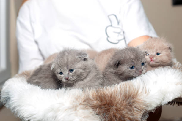 new borned baby cats. - animal black brown canine imagens e fotografias de stock