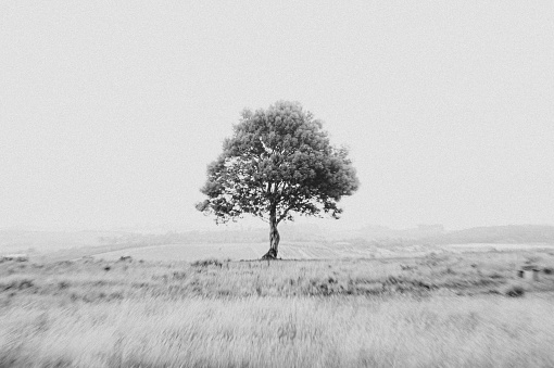 Black and White image of a Lonely tree on a hill landscape with some blue sky and dramatic clouds.  There is a slight zoom motion effect.