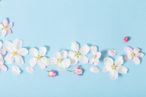 istock apple flowers on blue paper background 1225914732