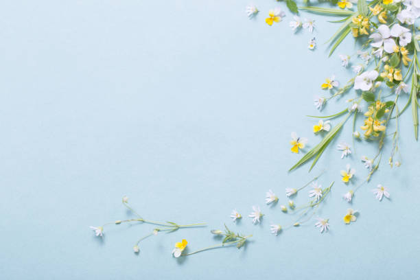istock wild flowers on paper background 1225914737