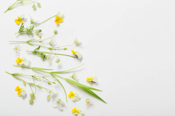 istock wild flowers on white  background 1225914741