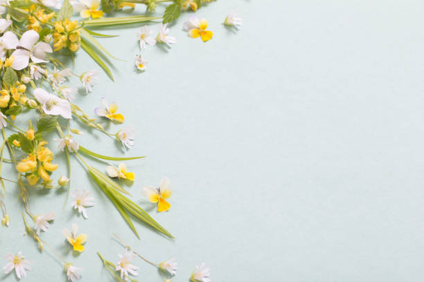 istock wild flowers on paper background 1225914744
