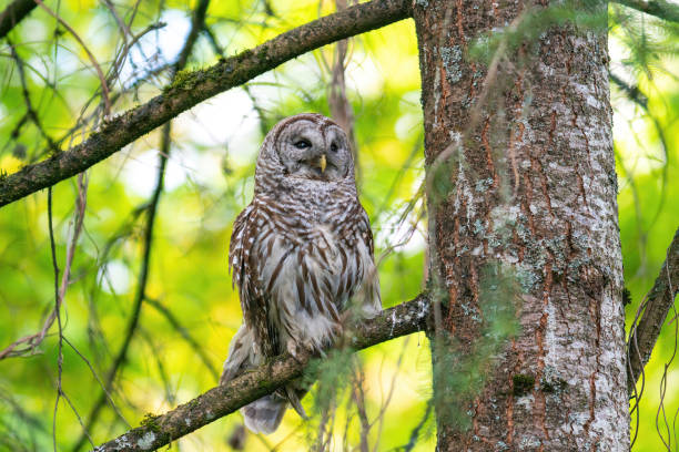 istock Barred owl on the branch 1225914899