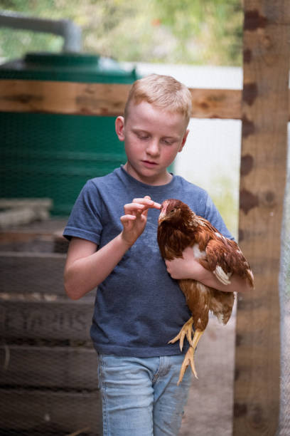 istock Young boy holding a chicken in their chicken coop 1225915207