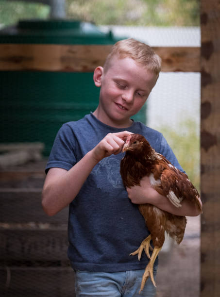 istock Young boy enjoying his chicken which lay eggs 1225915982