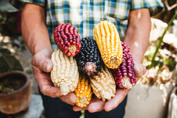 istock Mexican Corn, maize dried blue corn cobs on mexican hands in Mexico 1225917246