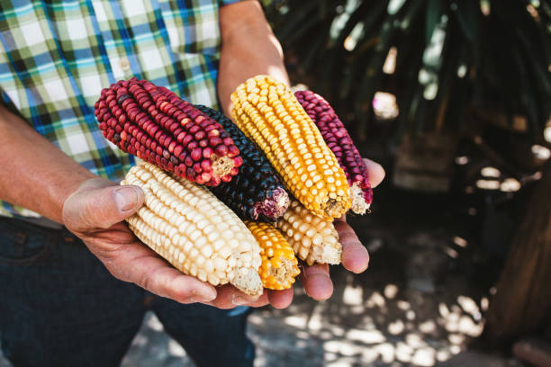 istock dried corn cob of different colors in mexican hands in mexico 1225918039