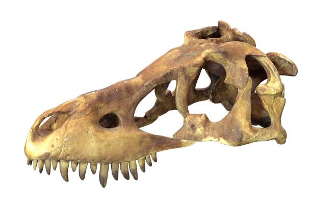 istock 3D render of Tyrannosaurus Rex Skull isolated on white. 1225918079