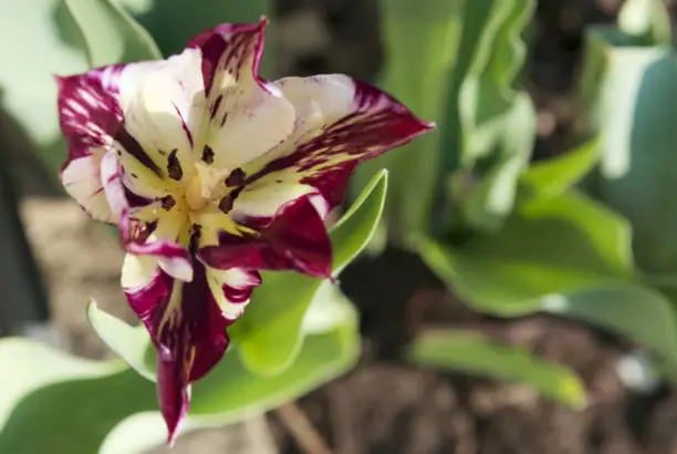 A beautiful blooming tulip with white-lilac petals grows in the garden against a background of green leaves. Close-up.