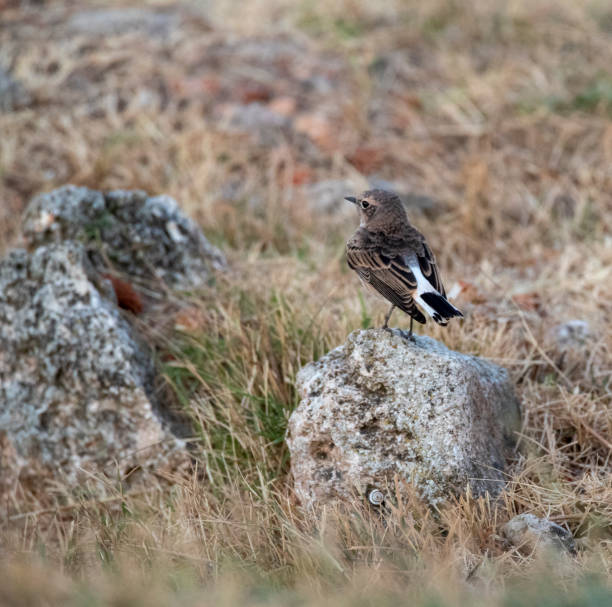 istock Pied Wheatear (Oenanthe pleschanka) during autumn migration at Cape Kaliakra, Bulgaria 1225919008