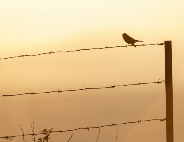 istock Adult Serin (Serinus serinus) 1225919053